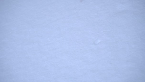 A menina nas luvas está ganhando cheio de uma armful de neve — Vídeo de Stock