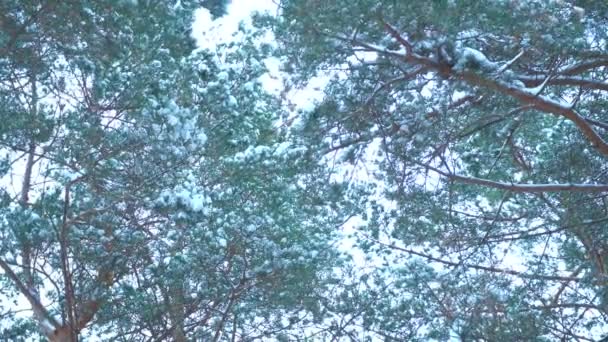 Hoge boomtoppen in een bos bedekt met sneeuw — Stockvideo