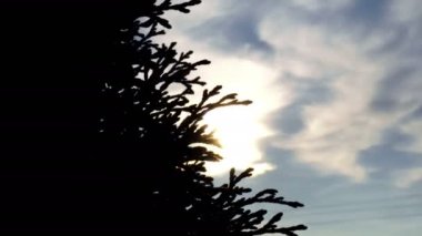 rüzgarda skvolz kolyshhashhiesja siluet ağaç yaprakları parlak sıcak güneş parlıyor