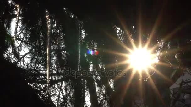 Chaud soleil de printemps lumineux dans la lentille de la caméra à travers les arbres et la fonte des glaçons — Video