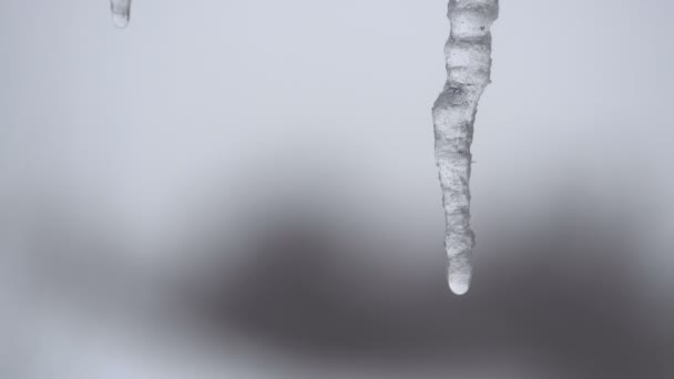 Closeup of the Icicle melts and the water droplets drip down — Stock Video