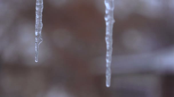 Two Icicles melts and the water droplets drip down spring time — Stock Video