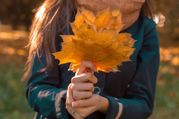 Ragazza due mani si estende in avanti foglie da alberi, primo piano — Foto Stock