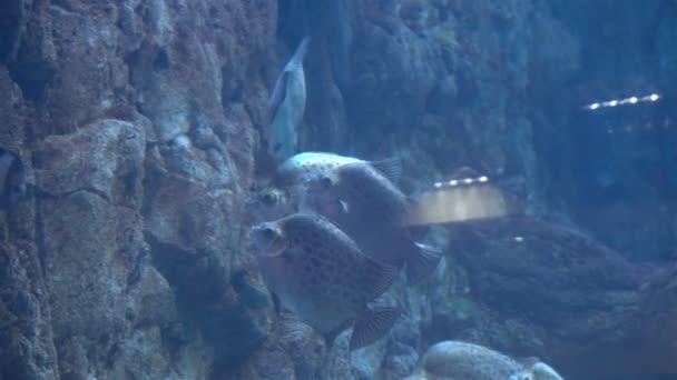 Exotische Aquarienfische schwimmen im meerblauen Wasser — Stockvideo