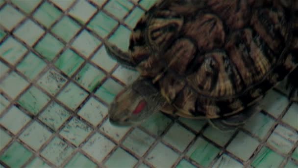 Nahaufnahme von Aquarium-Schildkröten schwimmen — Stockvideo