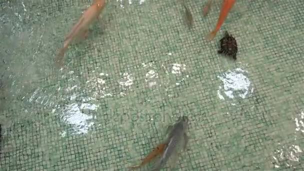 水族館のエキゾチックな魚とカメが泳ぐ — ストック動画