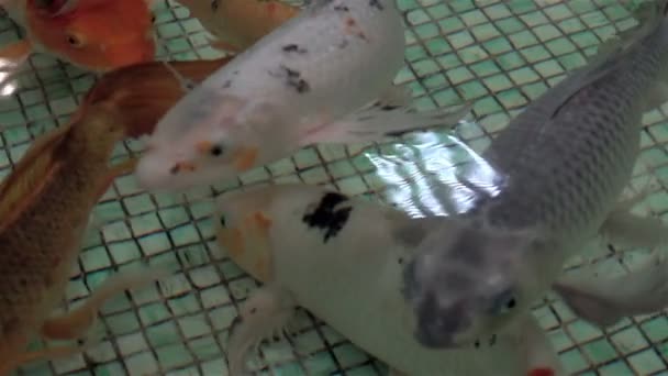 充满异国情调的水族馆鱼类游泳 — 图库视频影像