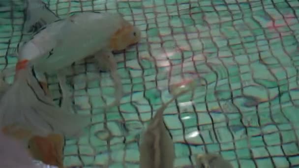 Peces exóticos del acuario nadan — Vídeos de Stock