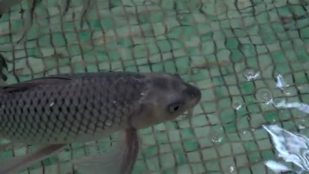 Exotic Aquarium fishes swim — Stock Video