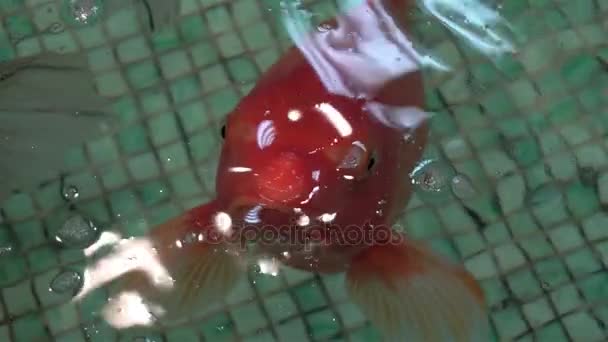 Poissons exotiques Aquarium nager — Video