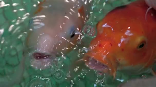 Peces exóticos del acuario nadan — Vídeo de stock
