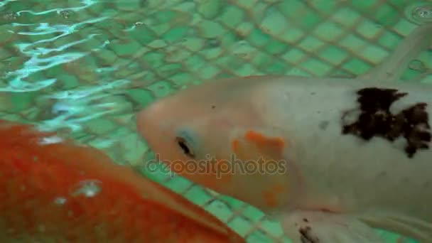 Exotiska akvarium fiskar simma — Stockvideo