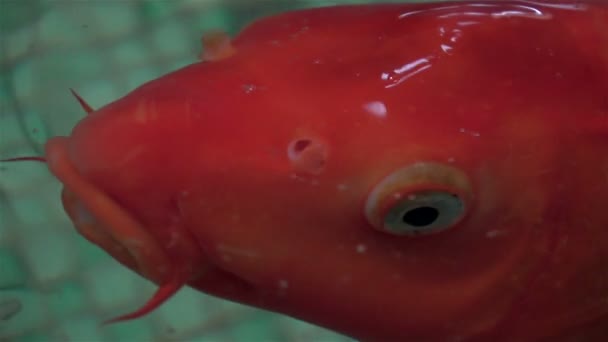 Exotische Aquarienfische schwimmen — Stockvideo