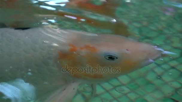 Poissons exotiques Aquarium nager — Video