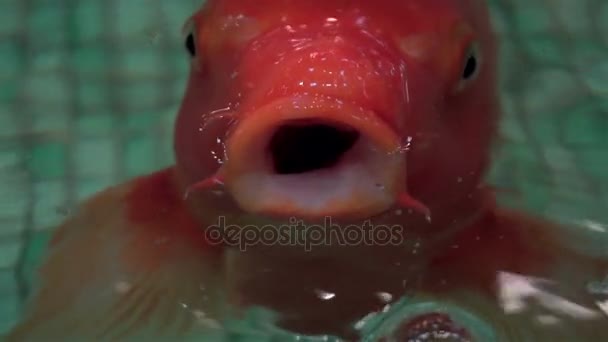 Poissons exotiques Aquarium nager — Video