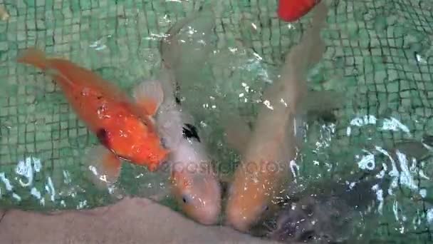 Exotické akvarijní ryby plavat — Stock video