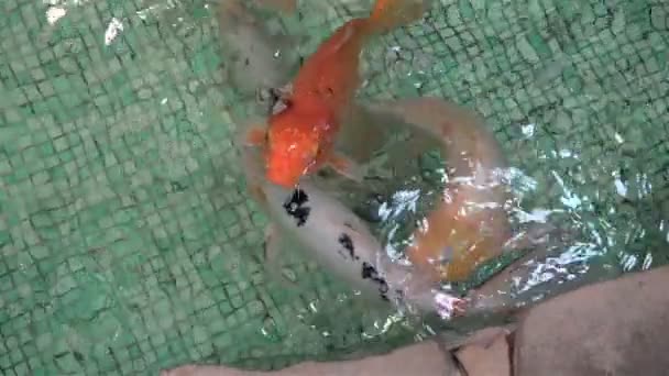 Екзотичні акваріумні риби плавають — стокове відео