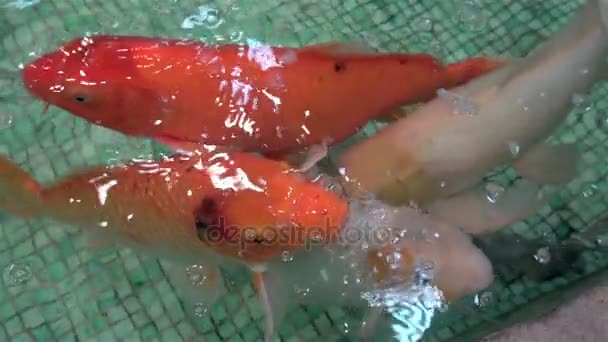 Peixes aquários exóticos nadar — Vídeo de Stock