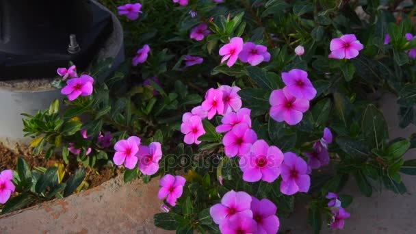 Bright blooming pink flowers — Stock Video