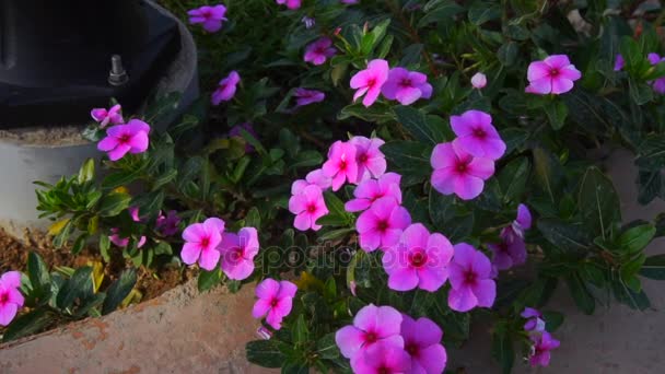 Flores rosadas florecientes brillantes — Vídeo de stock