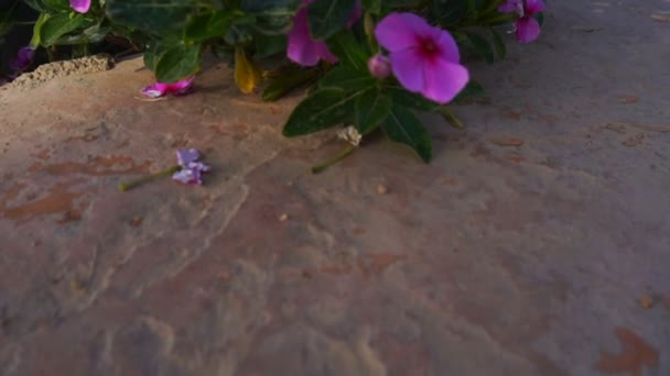 Flores rosadas florecientes brillantes — Vídeo de stock