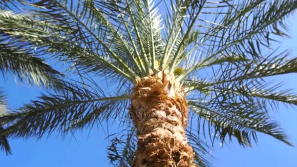 Palm tree at bright sunny day — Stock Video