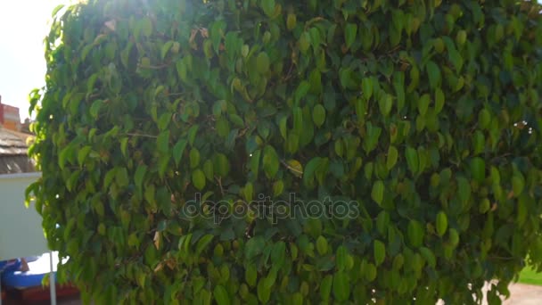 Albero verde rotondo e un sacco di foglie verdi su di esso — Video Stock