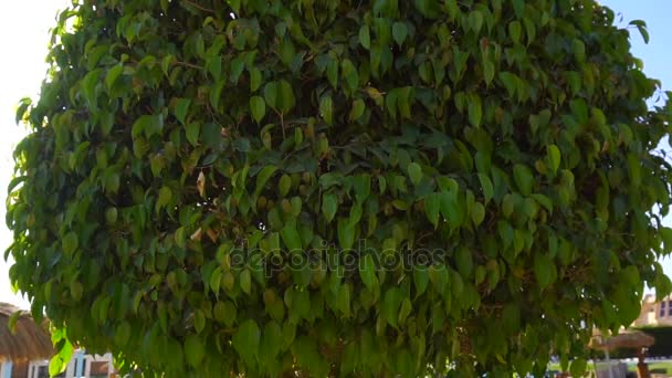 Круглое зеленое дерево и много зеленых листьев на нем — стоковое видео