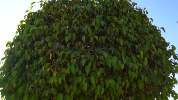 Albero verde rotondo e un sacco di foglie verdi su di esso — Video Stock