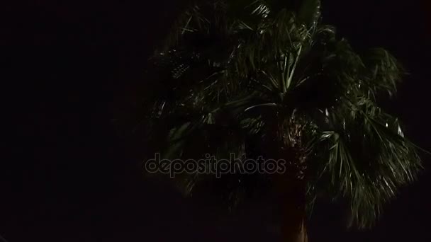 A wind blows at night and shakes the Palm — Stock Video