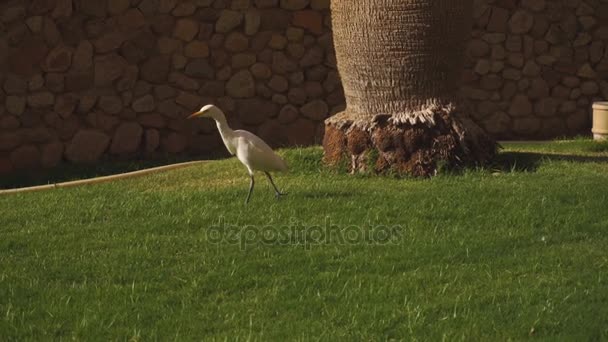 White albatross walks through the green grass — Stock Video