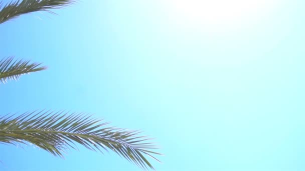 Зеленая пальма среди безграничного голубого неба с солнечным светом — стоковое видео