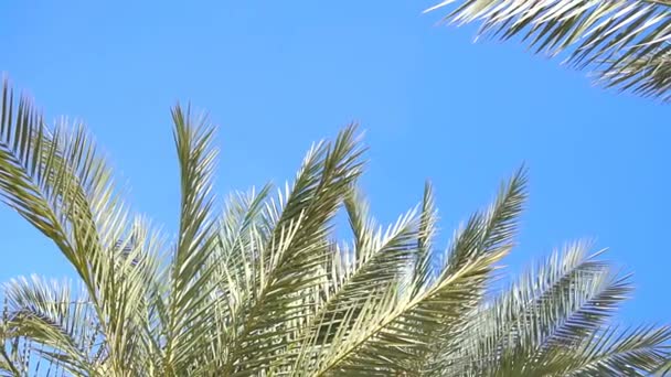 Takken van groene Palm bomen tegen de blauwe hemel — Stockvideo