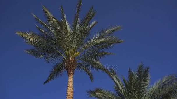 棕榈树上的叶子搅拌从风 — 图库视频影像