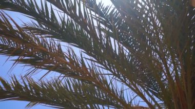 Büyük yeşil palmiye ağaç dalları mavi gökyüzü yakın çekim karşı