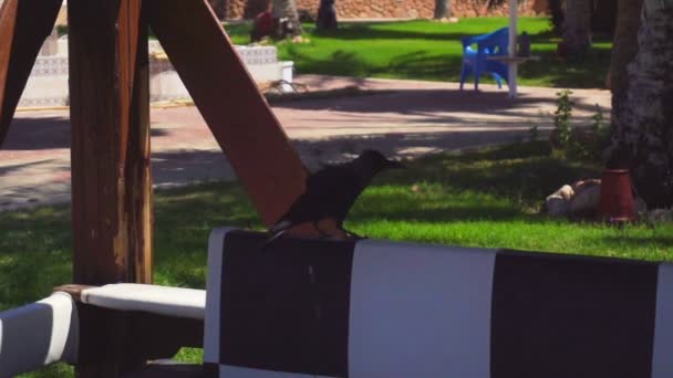 Zwarte vogel zittend op de straat en neemt opwaarts fladderende vleugels in slow motion — Stockvideo