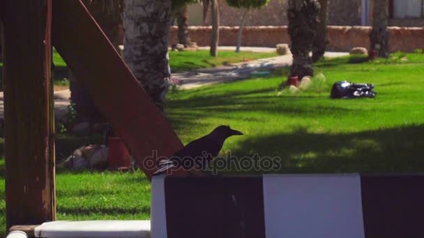 Um grande corvo preto na rua decola batendo suas asas em câmera lenta — Vídeo de Stock