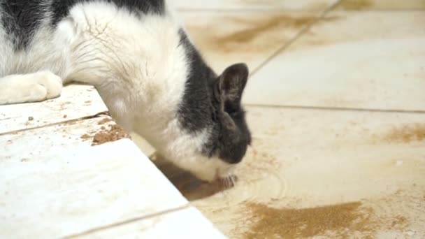 Siyah ve beyaz kedi suyu yavaş çekimde içer. — Stok video