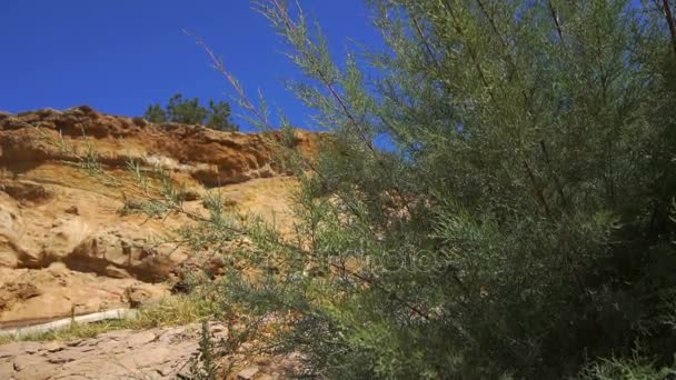 Большой зеленый кустарник посреди песчаного каньона и голубого неба крупным планом — стоковое видео