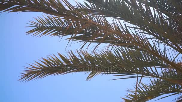 Beaucoup de branches de palmier au milieu du soleil et du ciel bleu bungalow gros plan — Video