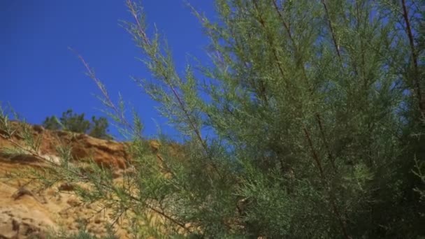 大绿色灌木之际的沙峡谷和蓝蓝的天空特写 — 图库视频影像