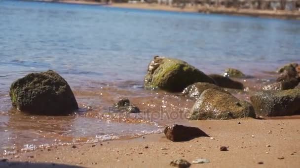 La ragazza si trova in acqua di mare vicino alla sabbia bagnata e pietre al rallentatore — Video Stock