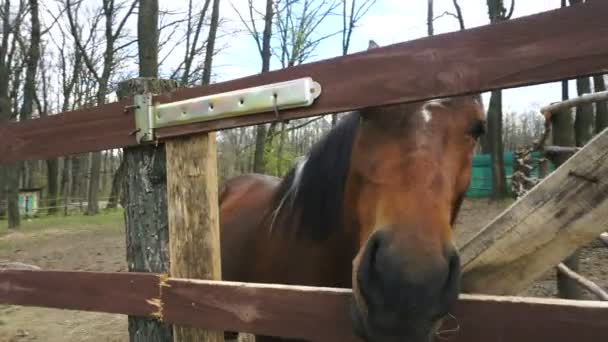 Le cheval dans la stalle regarde dans la caméra — Video