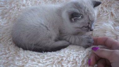 küçük gri kedi yavrusu okşayarak kız