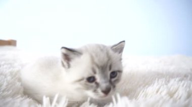 kabarık bir battaniye üzerinde küçük kedi yavrusu