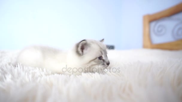 Γατάκι σε μια χνουδωτή κουβέρτα — Αρχείο Βίντεο