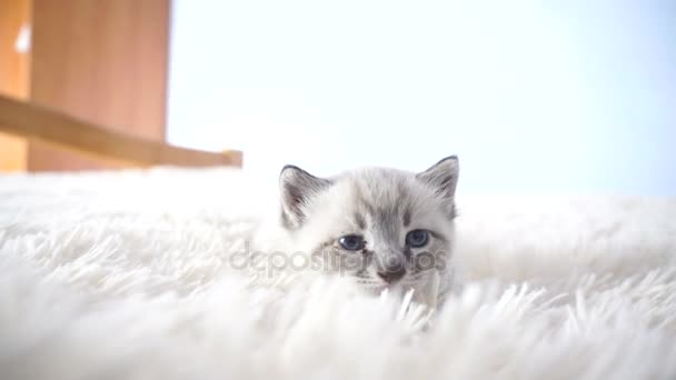 Kattunge med blå ögon på en filt — Stockvideo