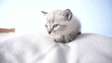 küçük kedi yastık üzerinde