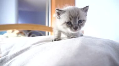 küçük kedi yastık üzerinde yürüyor