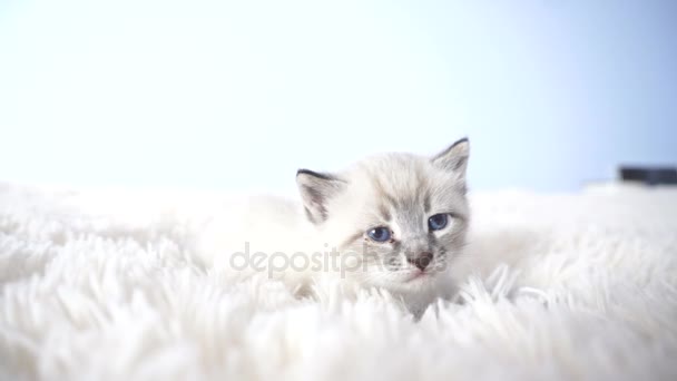 Pequeno gatinho com olhos azuis — Vídeo de Stock